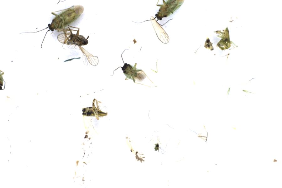 Image 13